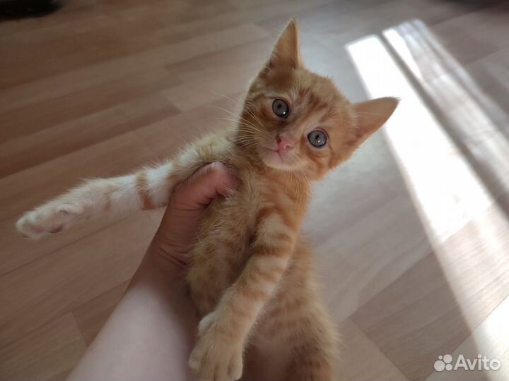 Котята в добрые руки бесплатно