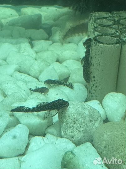 Сомики мальки анциструс, вуаль и обычный