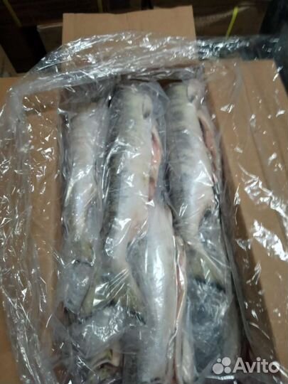 Красная рыба