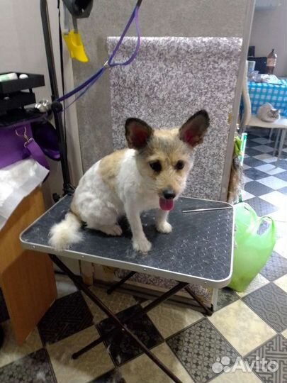 Услуги грумера