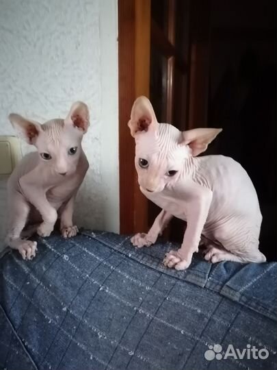 Канадский сфинкс котенок