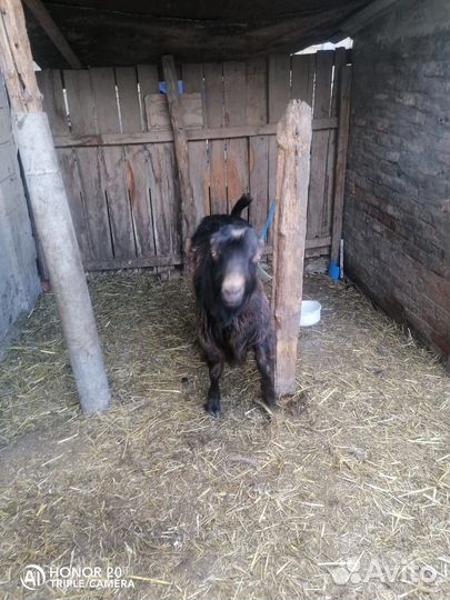 Домашние животные