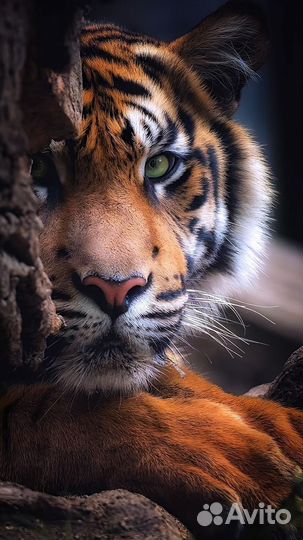 Мастер отделочник универсал