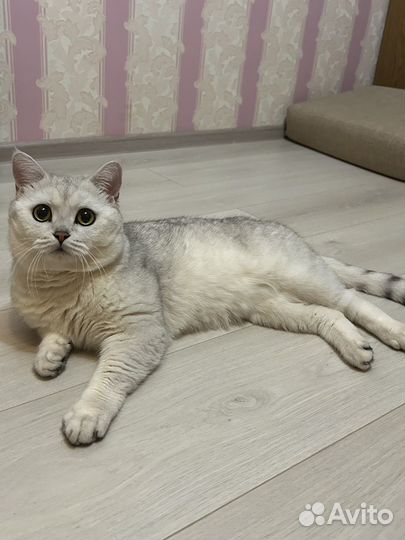 Шотладский кот вязка
