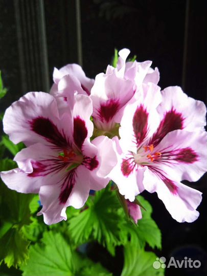 Королевские пеларгонии