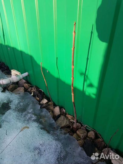 Семена южного дерева Катальпа