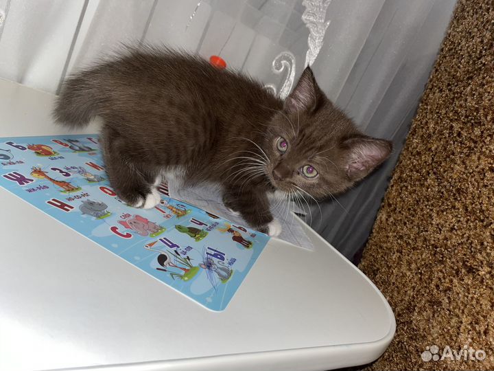 Шотландские котята