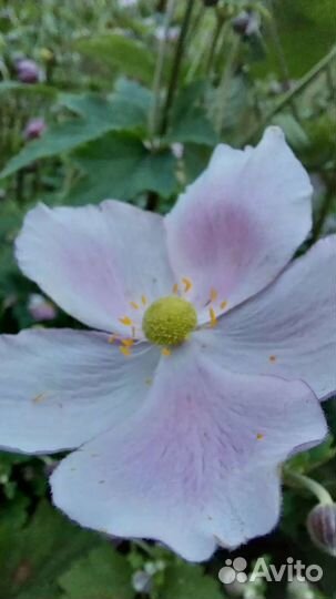 Анемона японская