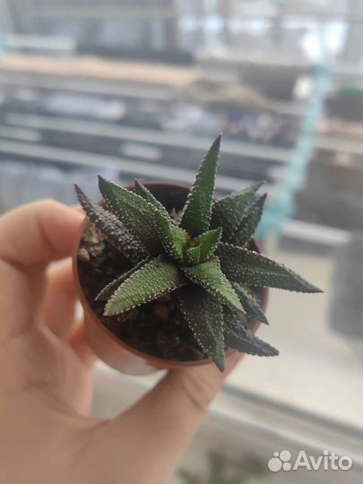 Редкие (и не очень) суккуленты - 2