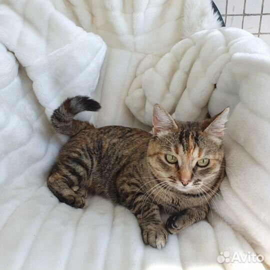 Кошка трехцветка для счастья в доме