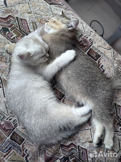 Котята шотландской шиншиллы