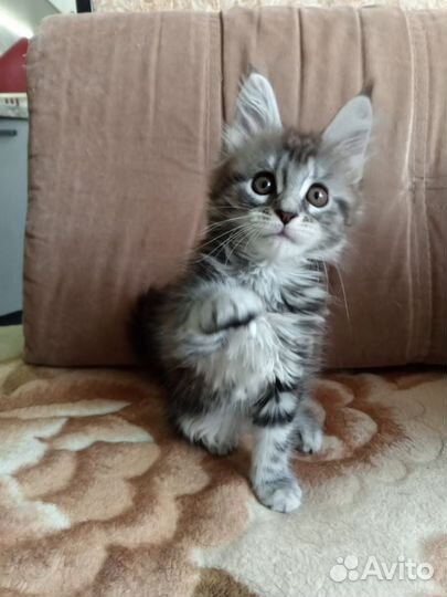 Котята мейн-кун