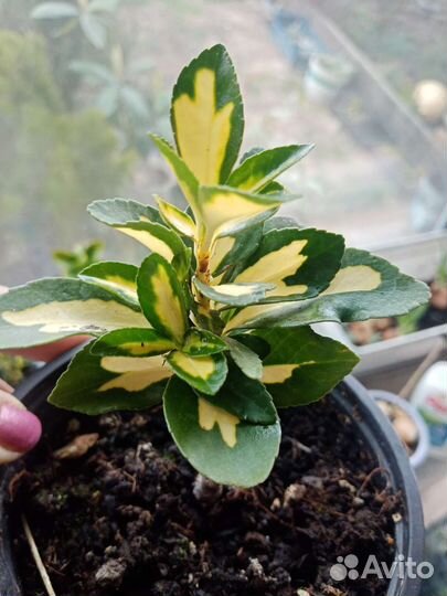 Бересклеты Японские и Самшит