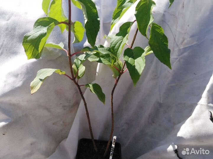 Гортензия метельчатая Самарская Лидия