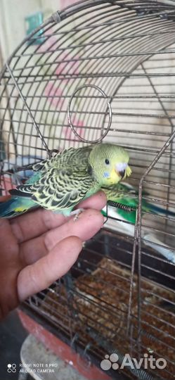 Волнистики птенцы попугайчики