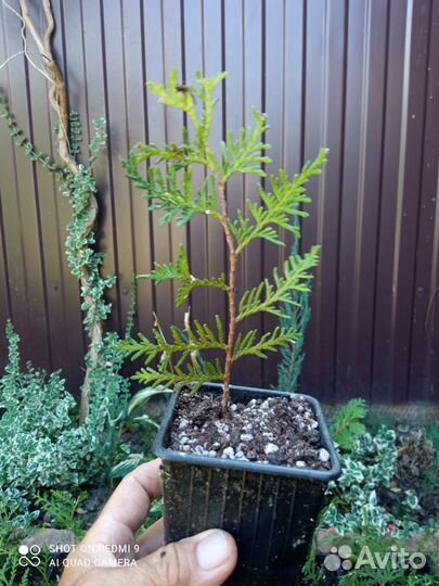 Туя брабант. (окс)