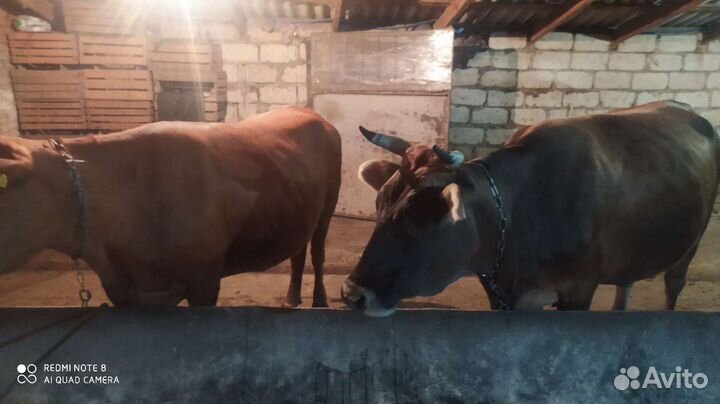 Корова дойная