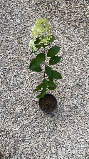 Гортензия ванила фрайз