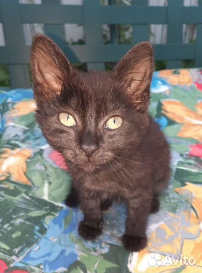 Ласковый котёнок девочка