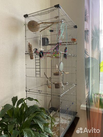 Два ручных волнистых попугая с клеткой