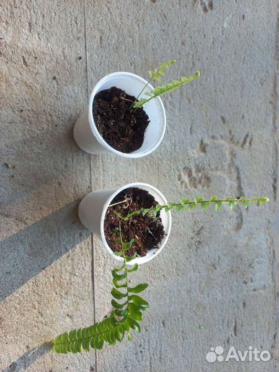 Папоротник нефролепис