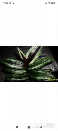 Дихоризандра королевская