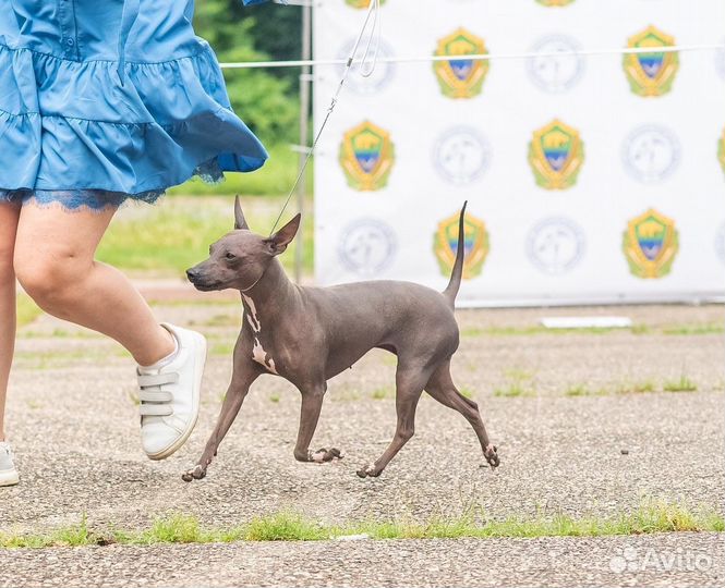 Американский голый терьер щенки