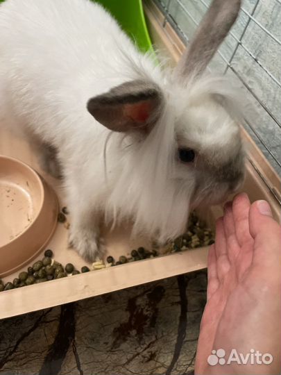 Декоративные кролики