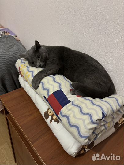 Кот в добрые руки