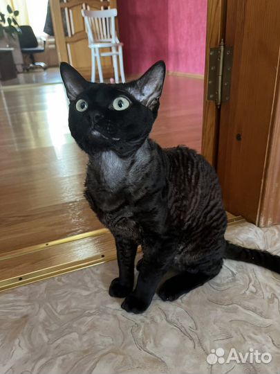 Девон-рекс вязка