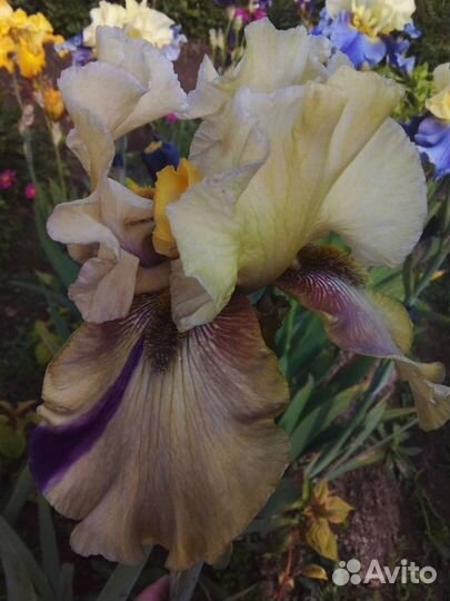 Ирисы бородатые сортовые