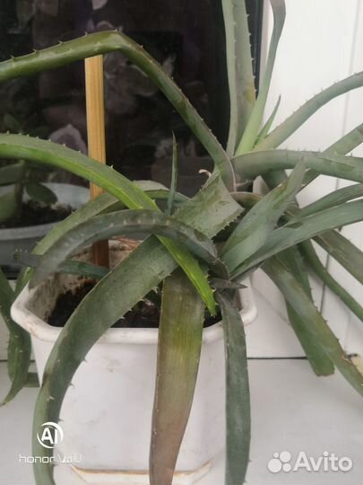 Продам цветы комнатные в ассортименте цена договор