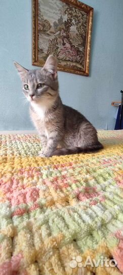 Котенок в добрые руки