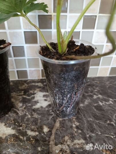 Рассада клубники (купчиха)