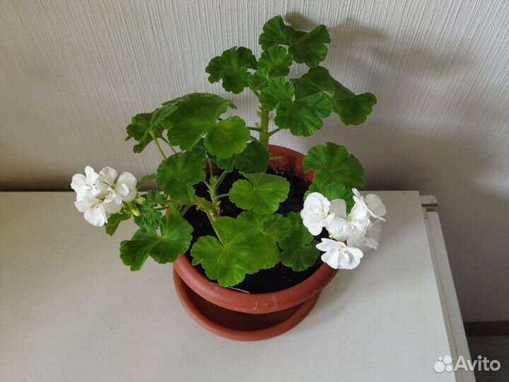 Пеларгония белая, сиреневая,розовая