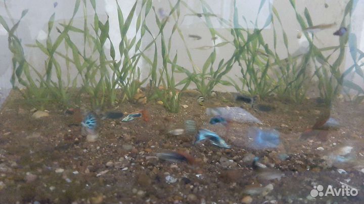 Аквариумные рыбки гуппи