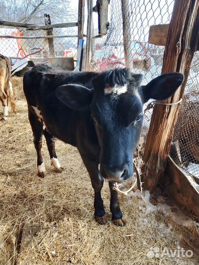 Продам телку