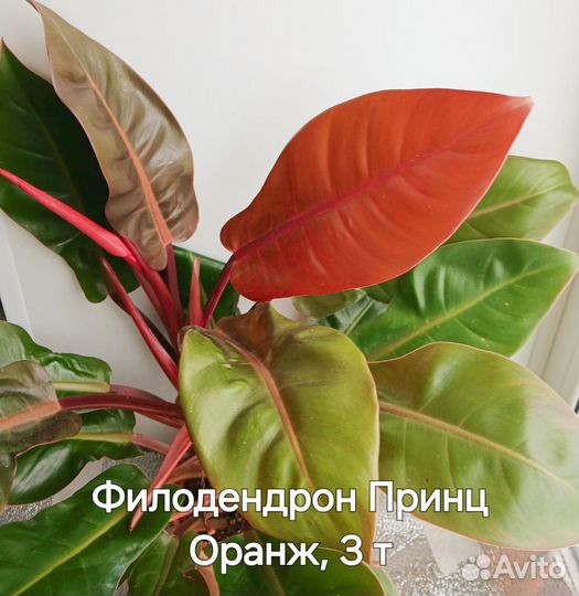 Филодендрон Принц Оранж