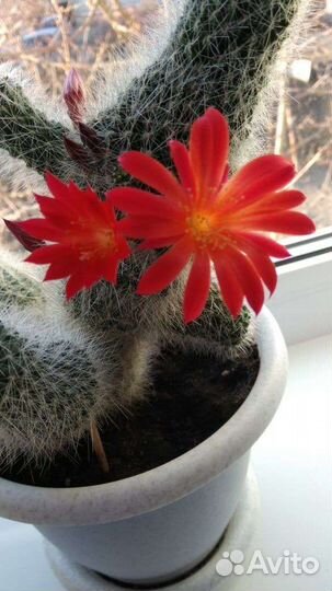 Продаю кактусы