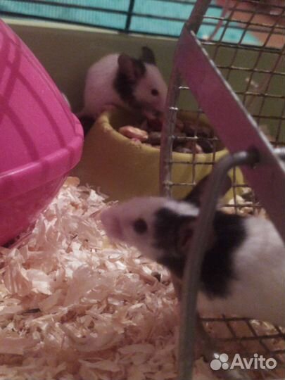 Японская мышь