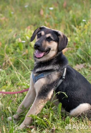 Щенок Луиза в добрые руки