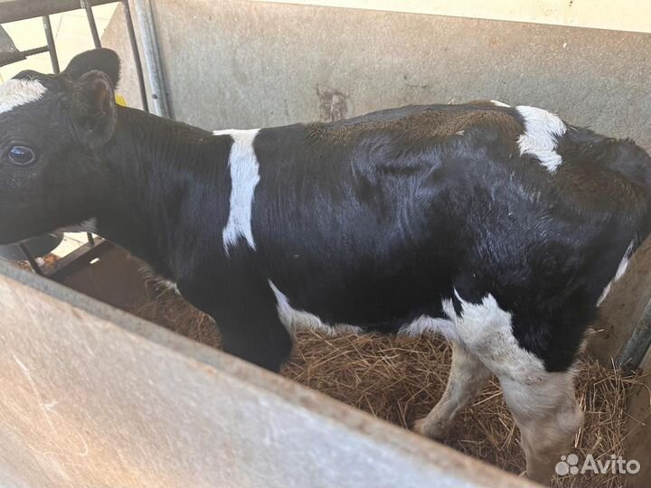 Абердин ангус бычки бесплатная доставка