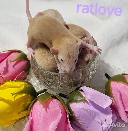 Крысята фавн рекс,топаз рекс,беж рекс