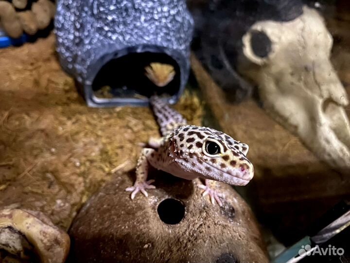Геккон эублефар