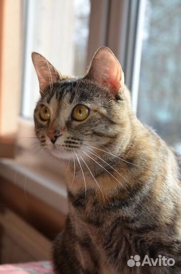 Замечательная ласковая девочка Тасенька ищет дом