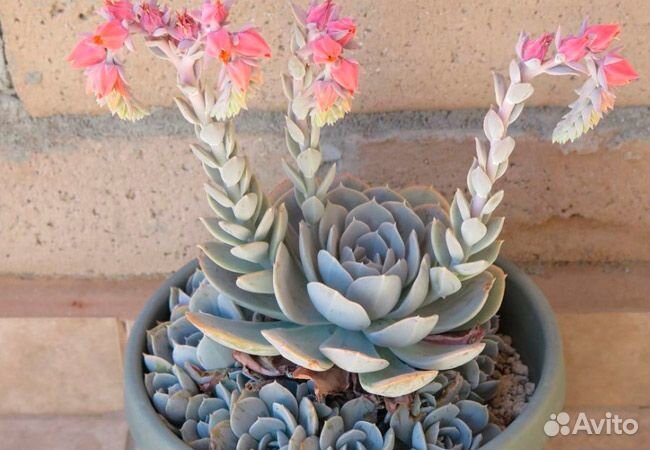 Суккуленты Эхеверия