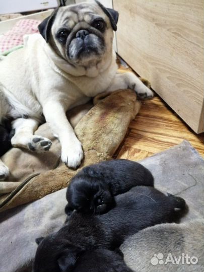 Продам щенков мопса