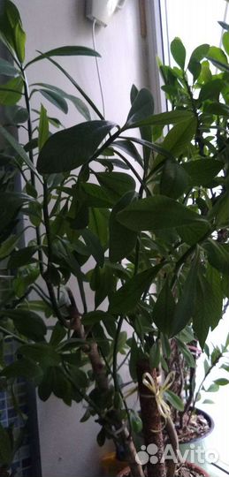 Комнатные растения,кактусы,диффенбахия