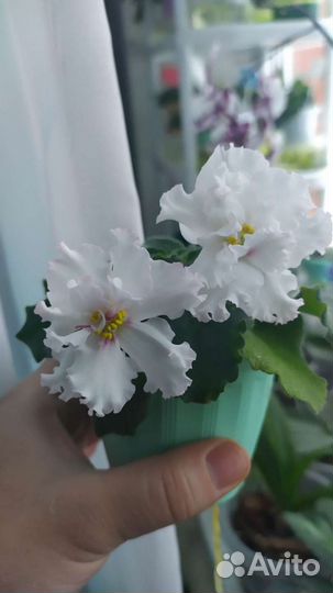 Фиалки сортовые