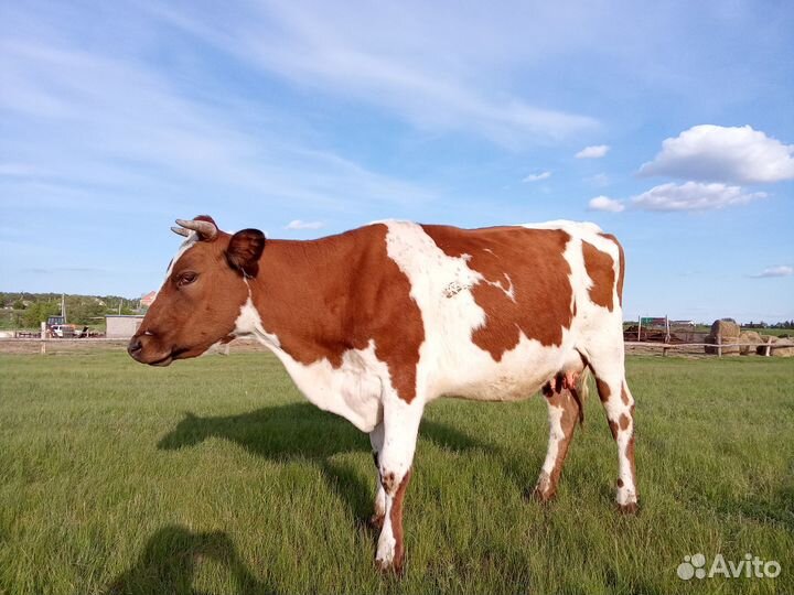 Продам коров